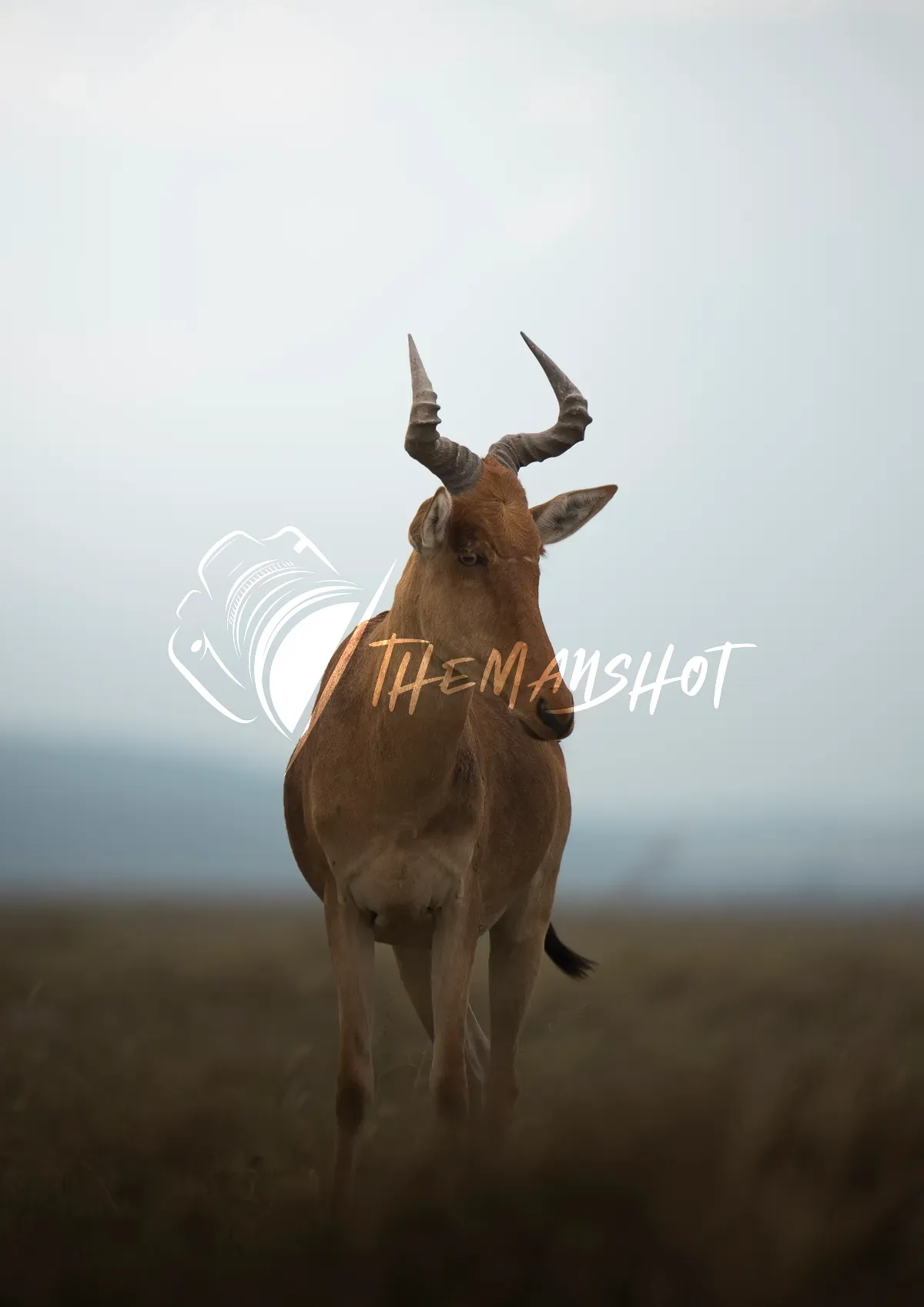 Prestigious hartebeet